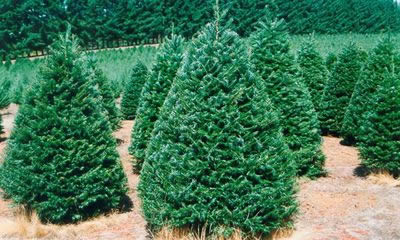 Grand Fir Christmas Tree (abies grandis)