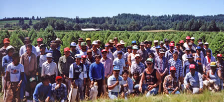 Holiday Tree Farms Chirstmas Tree Shearing Crew