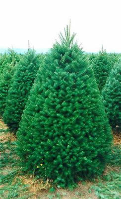 Douglas Fir Christmas Tree (pseudotsuga menziesii)