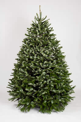 Nordmann Fir Christmas Tree